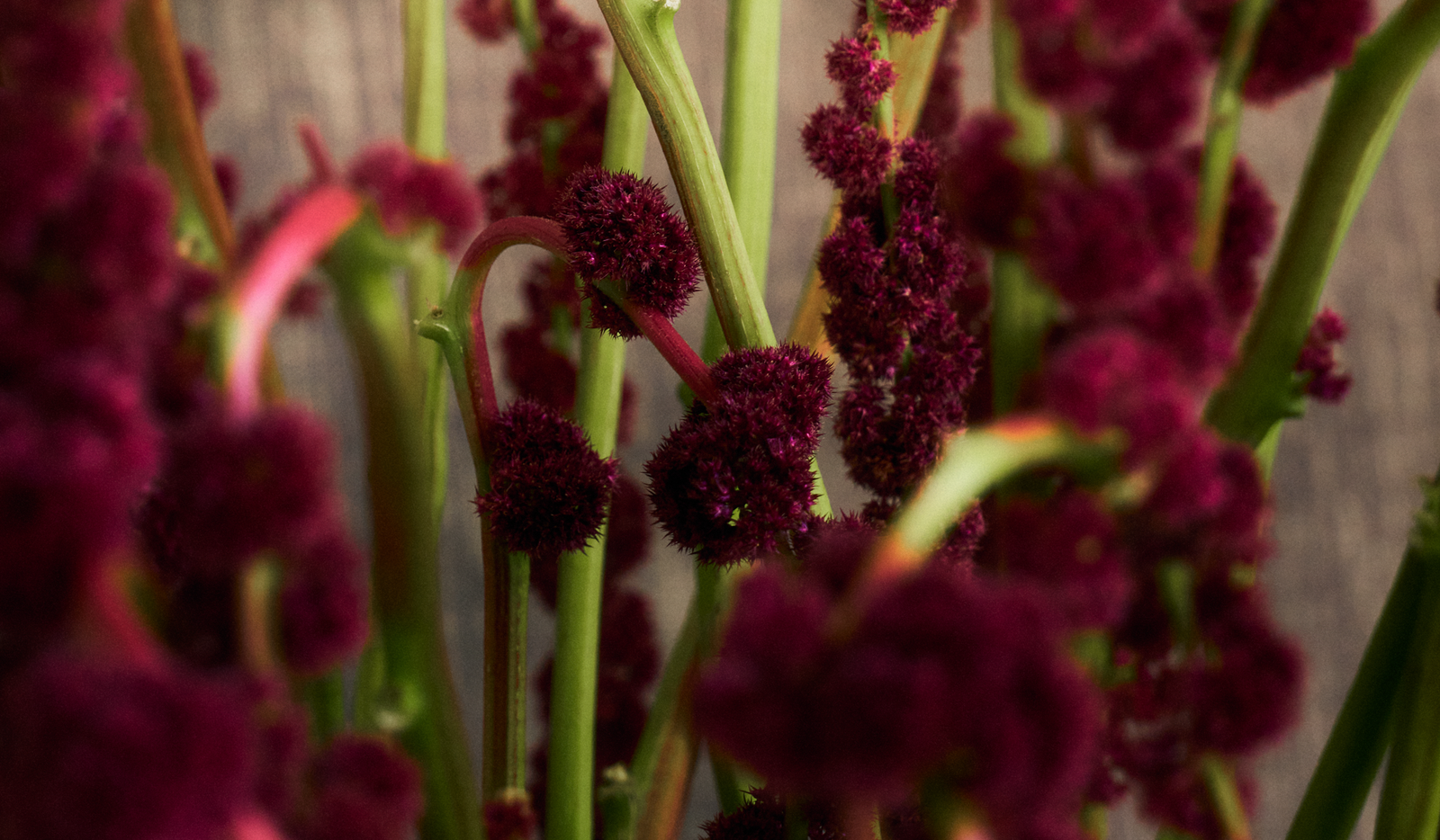 Detail of Amaranth flower with green stems and dark maroon colored flowers.