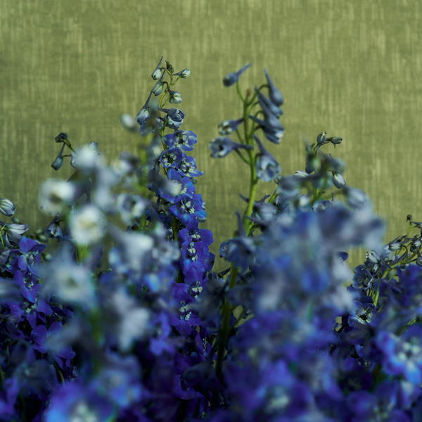 Alder Wallpaper in Kelp Green