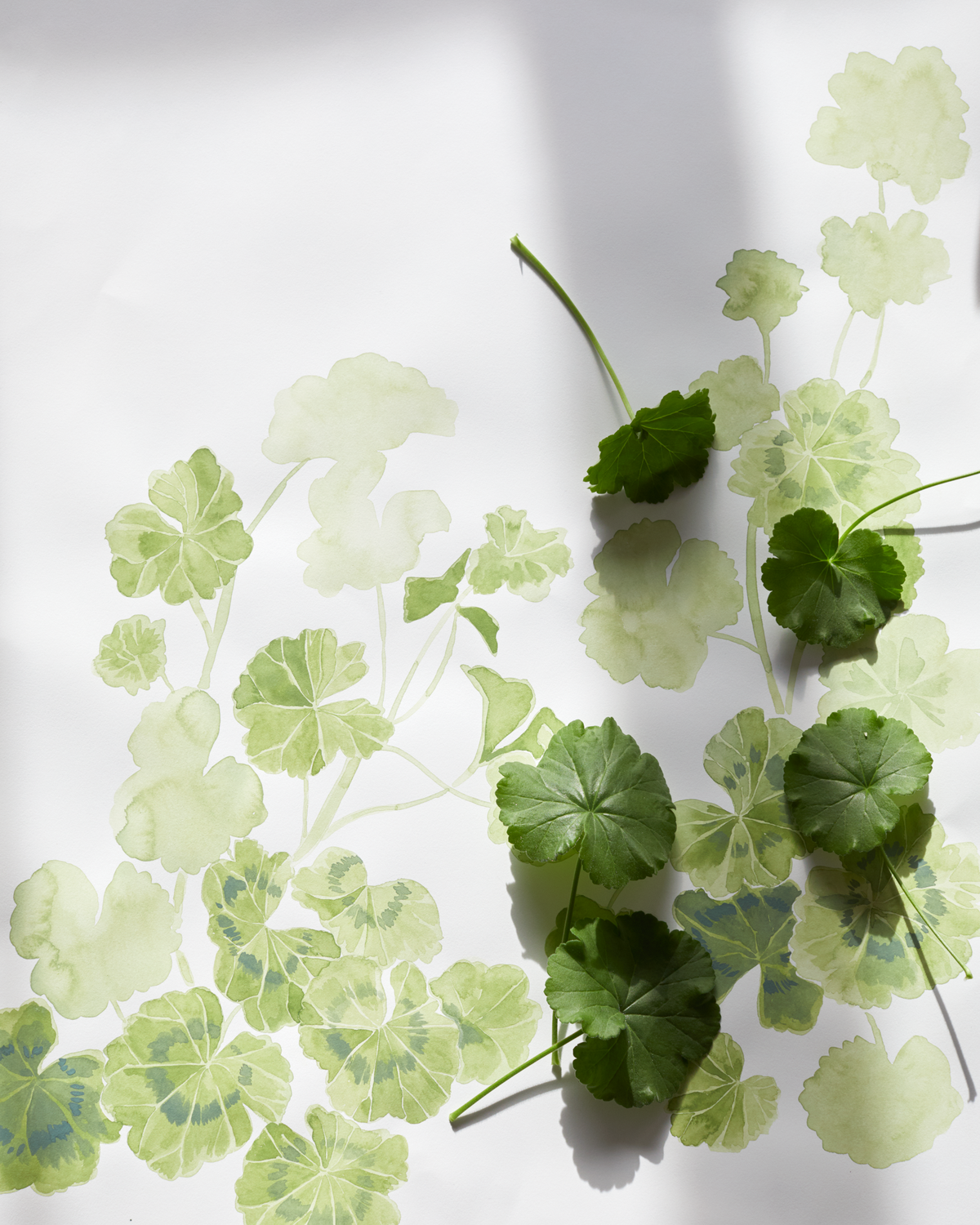 Geraniums Fabric in Green