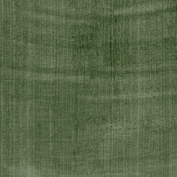 Aurora Wallpaper in Forest