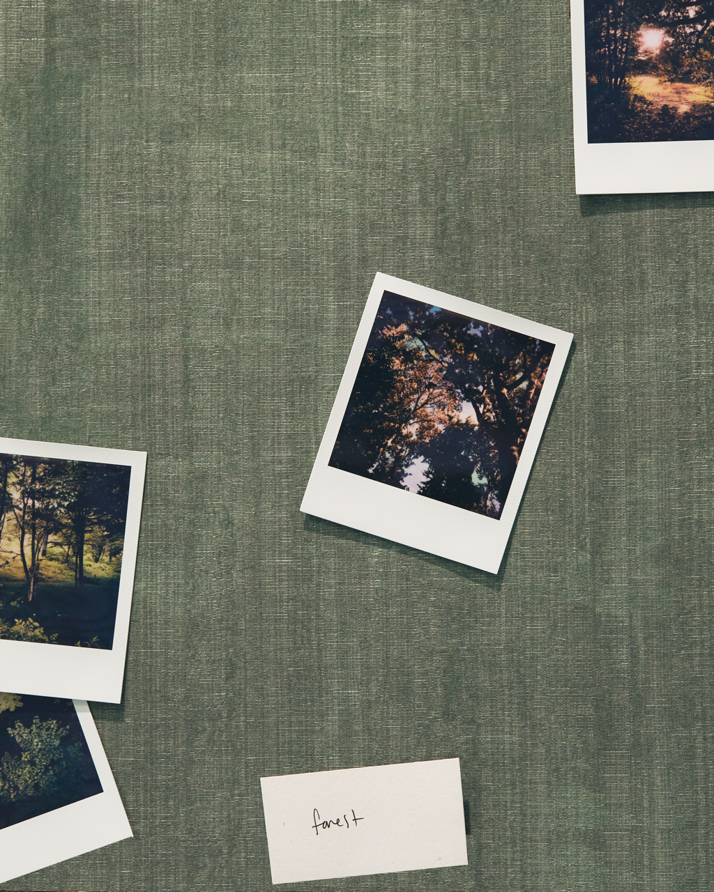 Aurora Wallpaper in Forest