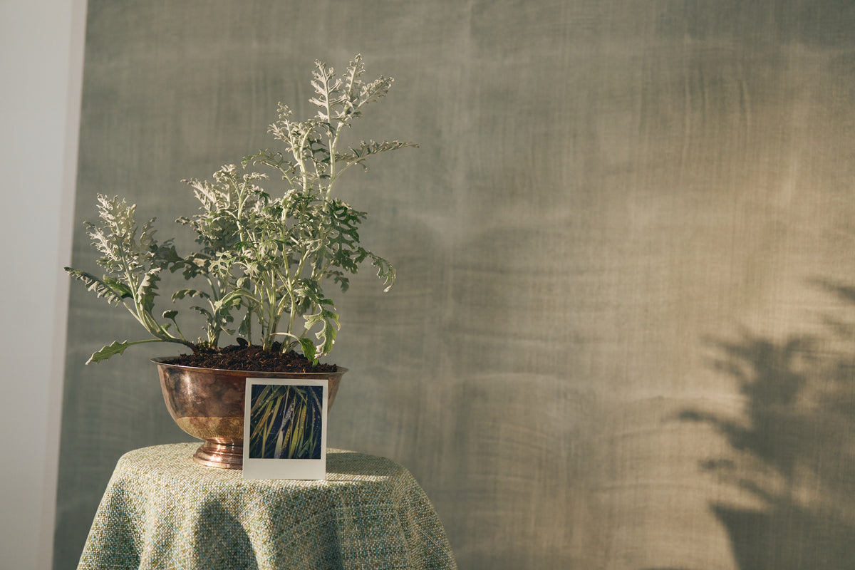 Aurora Wallpaper in Mist Green