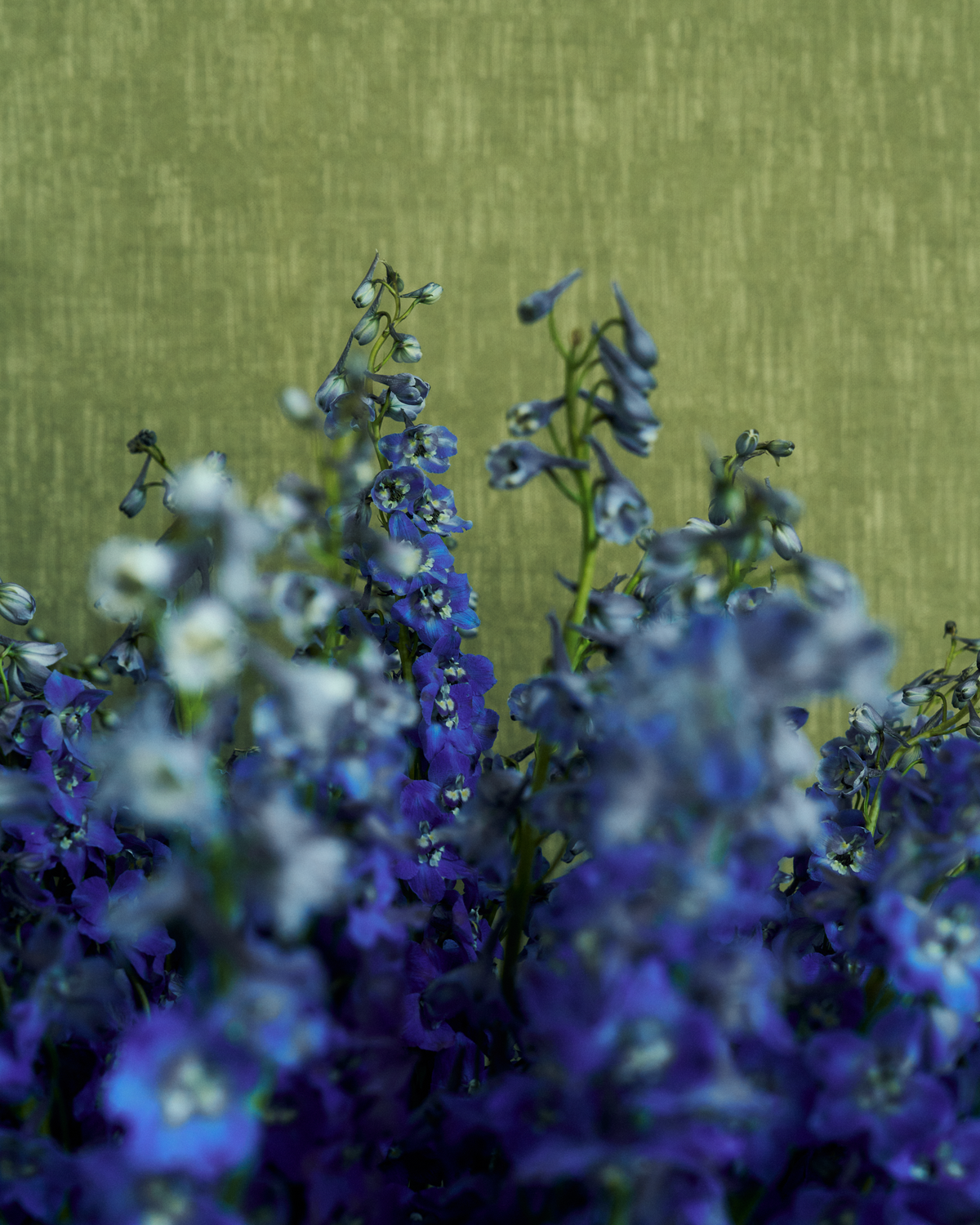 Alder Wallpaper in Kelp Green