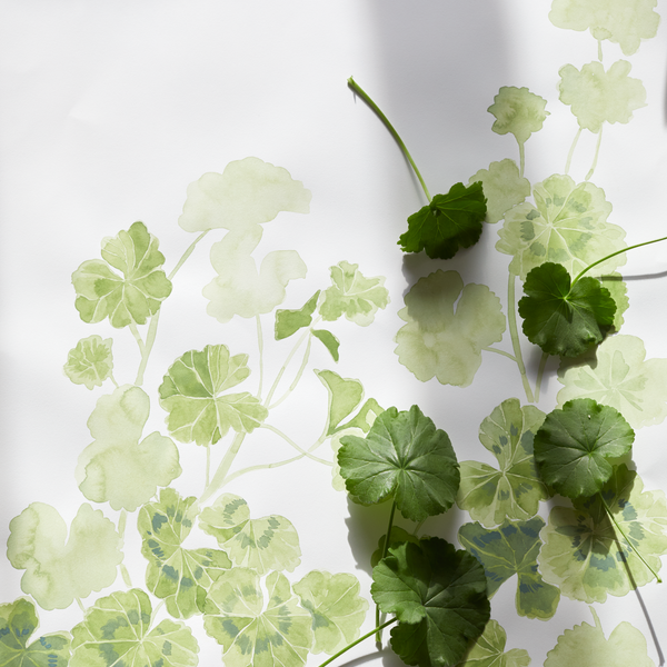 Geraniums Wallpaper in Blue