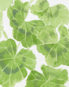 Geraniums Fabric in Green Image 2
